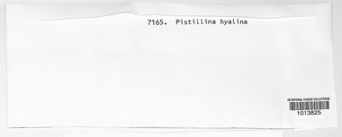 Typhula subhyalina image